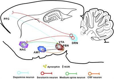 The Role of the Kappa Opioid System in Comorbid Pain and Psychiatric Disorders: Function and Implications